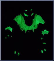 Leo as the Wolfman from Teenage Mutant Ninja Turtles - Universal Studios Monsters manufactured by Playmates [Loose]