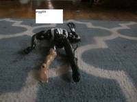 Venom Sinner Takes All Chapter Twelve Comic Strip Panel #8