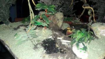 Predator Diorama (Predator) Custom Diorama / Playset