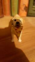 Lucky the Pizza Dog (2022) (Marvel Legends) Custom Action Figure