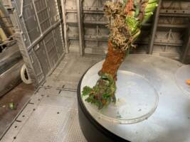 Swamp Thing (Swamp Thing) Custom Action Figure