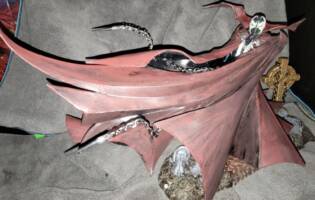 Spawn with Batman Gold Label NYCC Exclusive cape (Spawn) Custom Action Figure