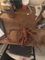 The Flesh Enity (Creatures) Custom Action Figure [Painting time]
