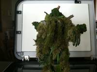 Man Thing (Marvel Knights) Custom Action Figure