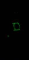 Green Lantern Saint Walker (Green Lantern) Custom Action Figure