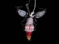 Silk (Marvel Legends) Custom Action Figure