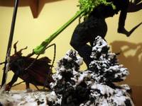 Spawn vs Urizen winter base. (Spawn) Custom Diorama / Playset